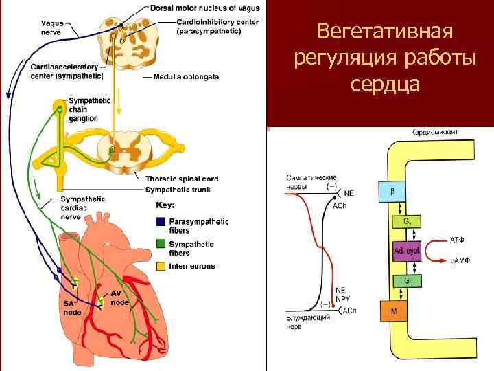 Вегетативная регуляция работы сердца 