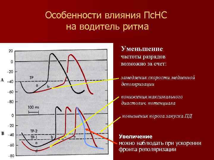 Особенности влияния Пс. НС на водитель ритма Уменьшение частоты разрядов возможно за счет: замедления