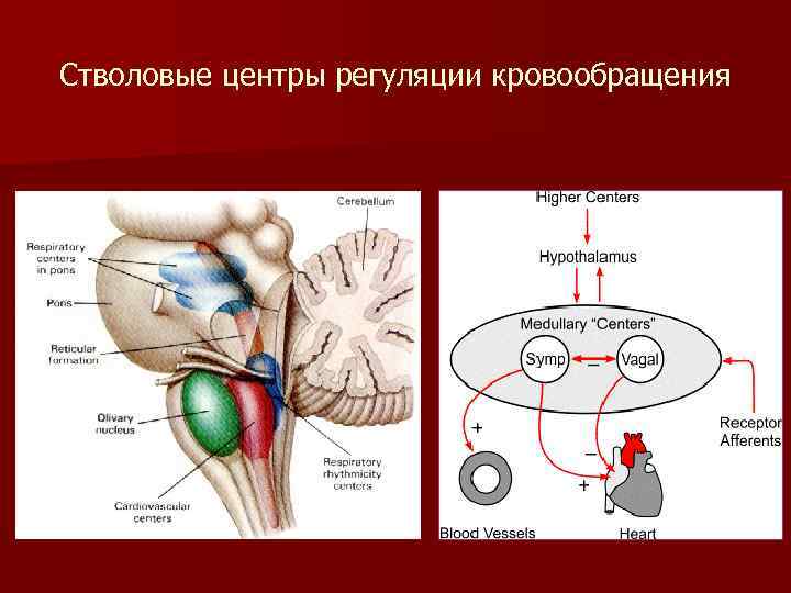 Стволовые центры регуляции кровообращения 