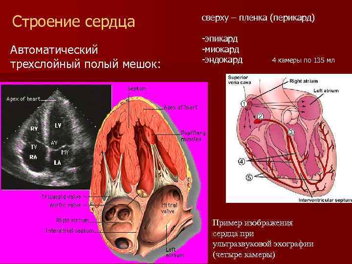 Строение сердца Автоматический трехслойный полый мешок: сверху – пленка (перикард) -эпикард -миокард -эндокард 4