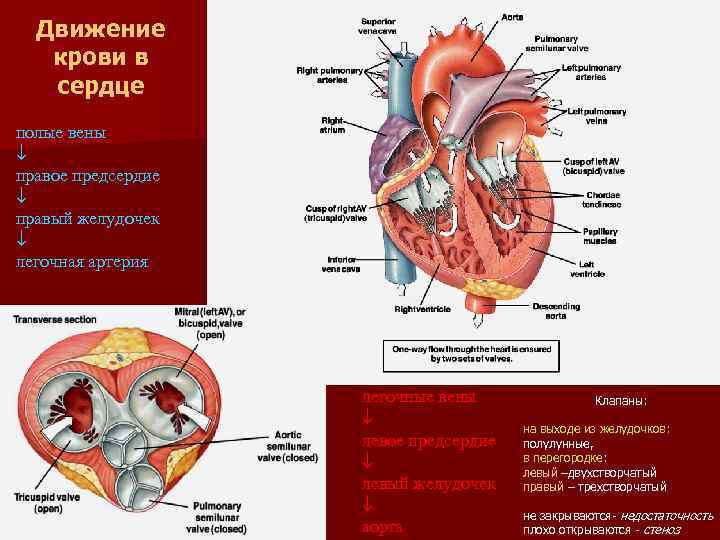 Полулунные клапаны легочной артерии