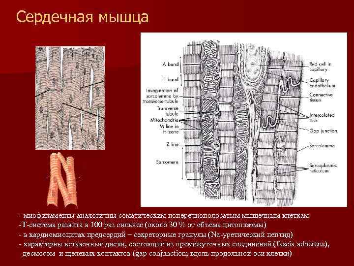 Сердечная мышца - миофиламенты аналогичны соматическим поперечнополосатым мышечным клеткам -Т-система развита в 100 раз