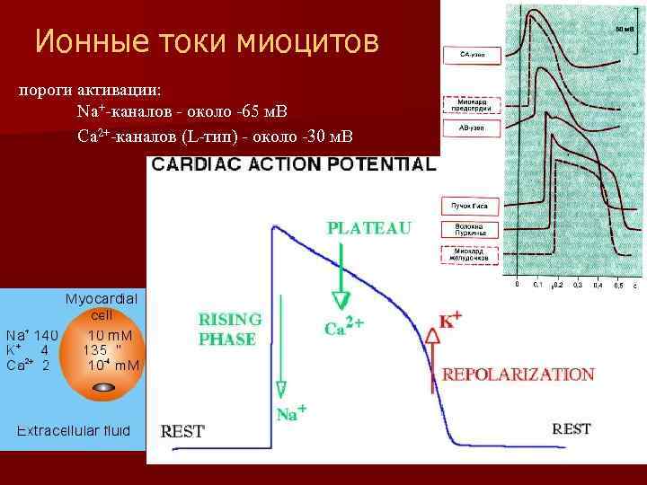 Ионные токи миоцитов пороги активации: Na+-каналов - около -65 м. В Ca 2+-каналов (L-тип)