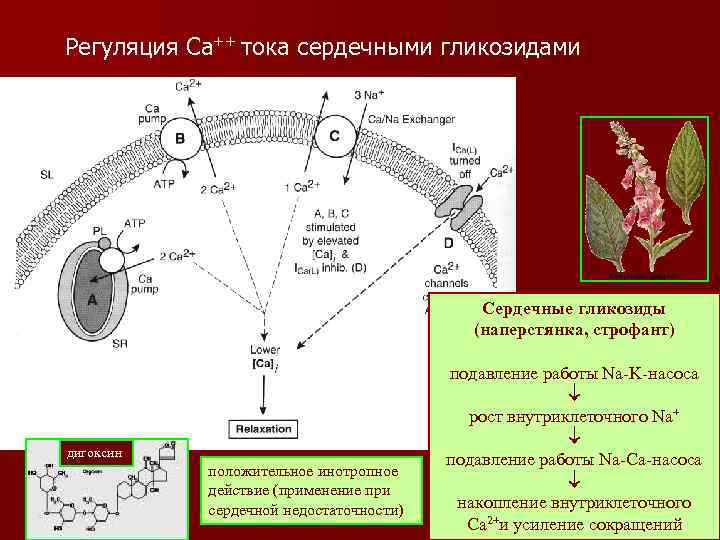 Регуляция Са++ тока сердечными гликозидами Сердечные гликозиды (наперстянка, строфант) дигоксин положительное инотропное действие (применение
