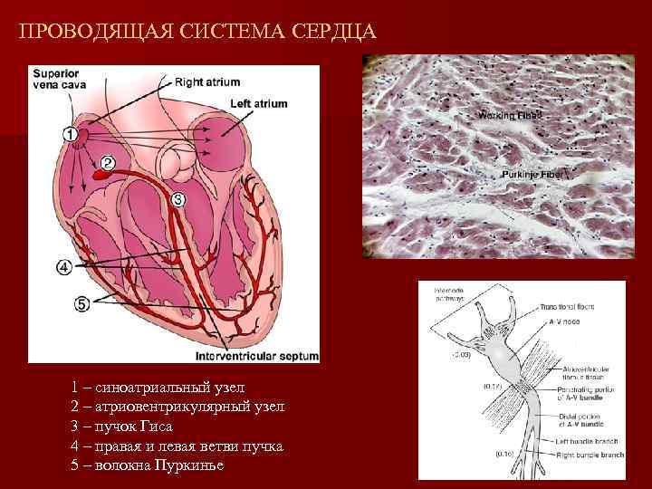ПРОВОДЯЩАЯ СИСТЕМА СЕРДЦА 1 – синоатриальный узел 2 – атриовентрикулярный узел 3 – пучок