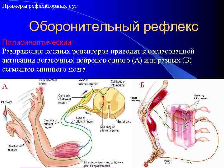 Примеры рефлекторных дуг Оборонительный рефлекс Полисинаптический Раздражение кожных рецепторов приводит к согласованной активации вставочных