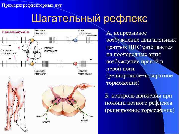 Примеры рефлекторных дуг Шагательный рефлекс 4 - растормаживание 4 1 3 2 А. непрерывное