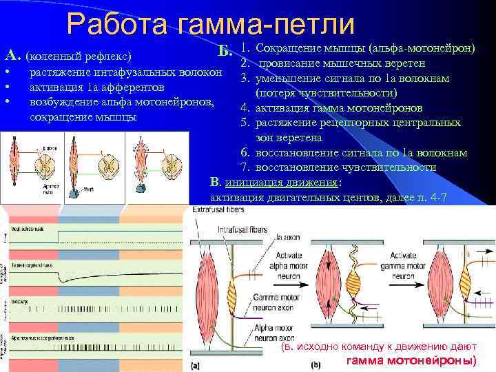 Работа гамма-петли 1. Сокращение мышцы (альфа-мотонейрон) 2. провисание мышечных веретен растяжение интафузальных волокон 3.