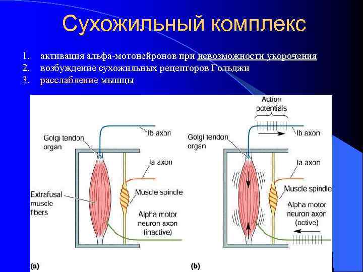 Сухожильный комплекс 1. 2. 3. активация альфа-мотонейронов при невозможности укорочения возбуждение сухожильных рецепторов Гольджи