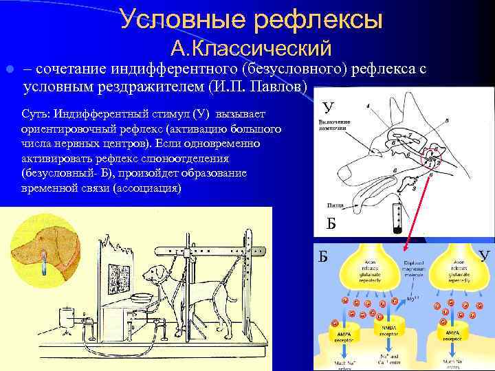 Условные рефлексы А. Классический l – сочетание индифферентного (безусловного) рефлекса с условным рездражителем (И.