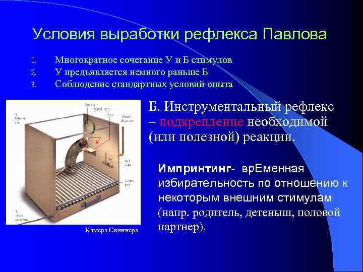 Условия выработки рефлекса Павлова 1. 2. 3. Многократное сочетание У и Б стимулов У