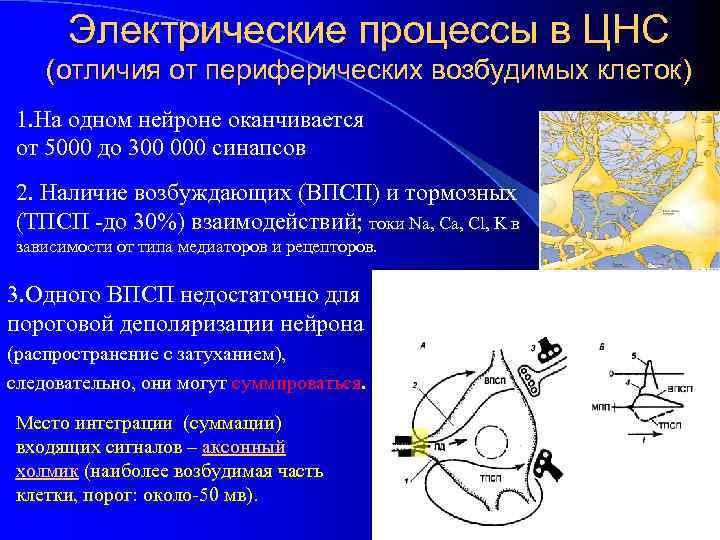 Электрические процессы в ЦНС (отличия от периферических возбудимых клеток) 1. На одном нейроне оканчивается