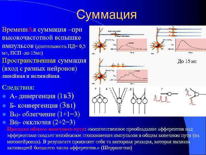 Суммация Временн. Ая суммация –при высокочастотной вспышке импульсов (длительность ПД= 0, 5 мс, ПСП