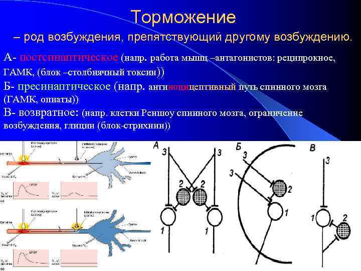 Торможение – род возбуждения, препятствующий другому возбуждению. А- постсинаптическое (напр. работа мышц –антагонистов: реципрокное,