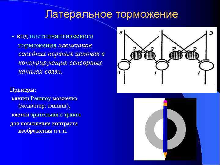 Латеральное торможение - вид постсинаптического торможения элементов соседних нервных цепочек в конкурирующих сенсорных каналах