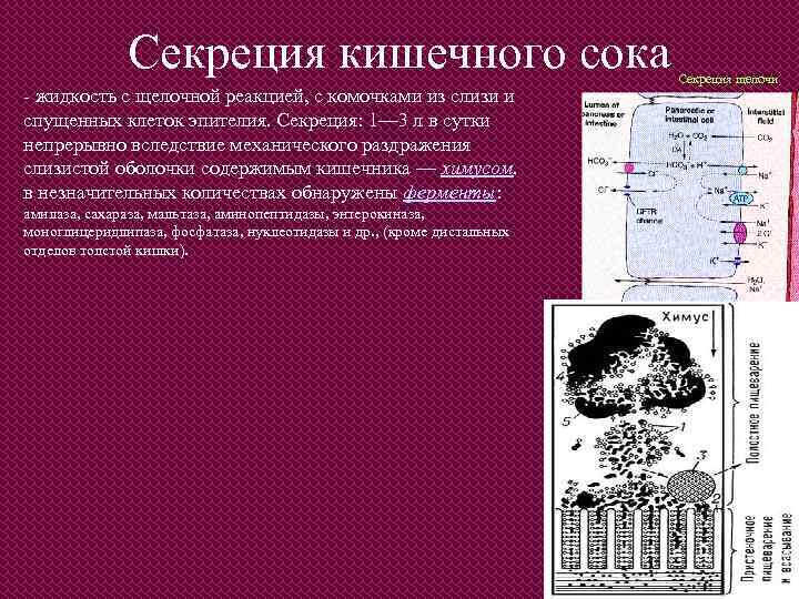 Секреция кишечного сока - жидкость с щелочной реакцией, с комочками из слизи и спущенных