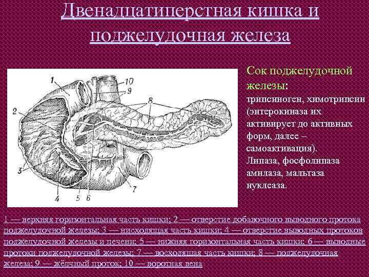 Двенадцатиперстная кишка и поджелудочная железа Сок поджелудочной железы: трипсиноген, химотрипсин (энтерокиназа их активирует до