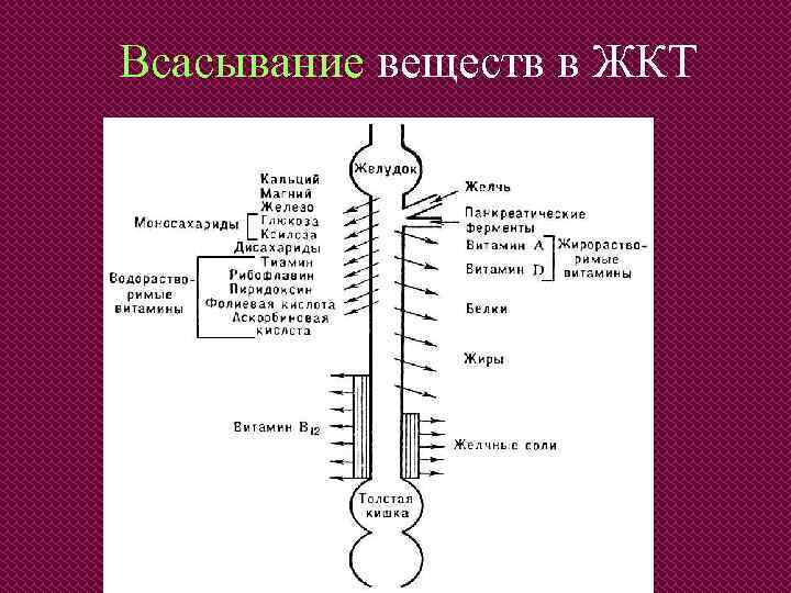 Всасывание веществ в ЖКТ 