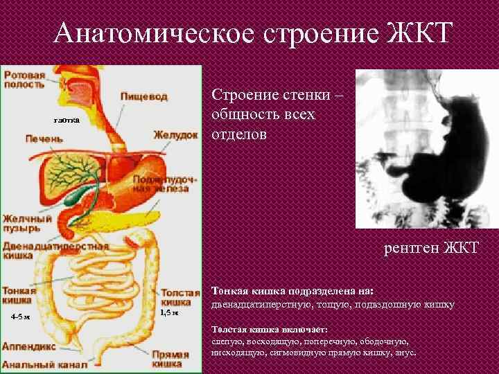 Анатомическое строение ЖКТ Строение стенки – общность всех отделов глотка рентген ЖКТ 4 -5