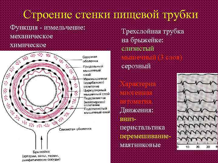 Строение стенки пищевой трубки Функция - измельчение: механическое химическое Трехслойная трубка на брыжейке: слизистый