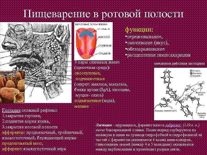 Пищеварение в ротовой полости функции: • пережевывание, • смачивание (вкус), • обеззараживание • расщепление