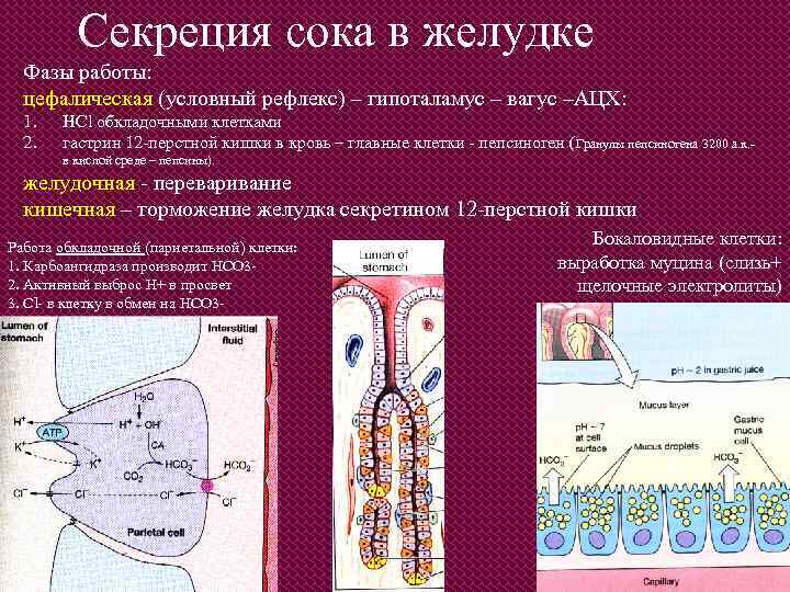 Секреция сока в желудке Фазы работы: цефалическая (условный рефлекс) – гипоталамус – вагус –АЦХ: