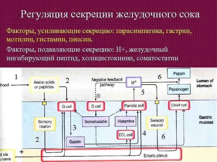 Регуляция секреции желудочного сока Факторы, усиливающие секрецию: парасимпатика, гастрин, мотилин, гистамин, пепсин. Факторы, подавляющие