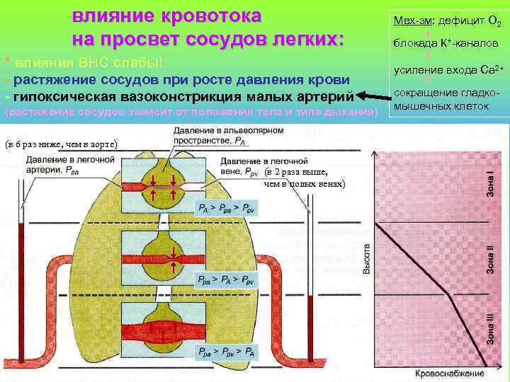 влияние кровотока на просвет сосудов легких: * влияния ВНС слабы! - растяжение сосудов при