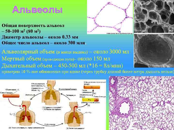 Альвеолы Общая поверхность альвеол – 50 -100 м 2 (80 м 2) Диаметр альвеолы