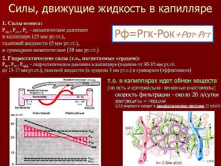 Силы, движущие жидкость в капилляре 1. Силы осмоса: Рок , Рот , Ро –