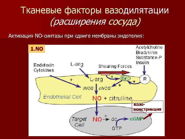Тканевые факторы вазодилятации (расширения сосуда) Активация NO-синтазы при сдвиге мембраны эндотелия: 1. NO вазоконстрикция