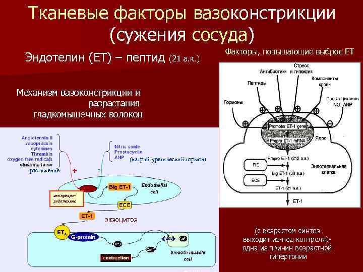 Тканевые факторы вазоконстрикции (сужения сосуда) Эндотелин (ET) – пептид (21 а. к. ) Факторы,