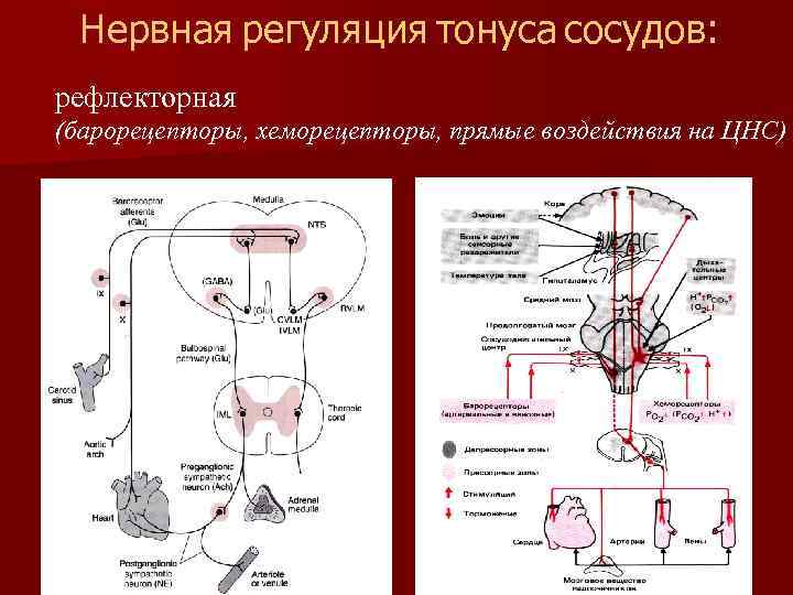 Нервная регуляция тонуса сосудов: рефлекторная (барорецепторы, хеморецепторы, прямые воздействия на ЦНС) 