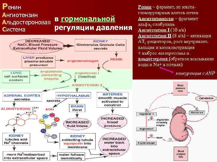 Ренин Ангиотензин Альдостероновая Система в гормональной регуляции давления Ренин – фермент, из юкстагломерулярных клеток