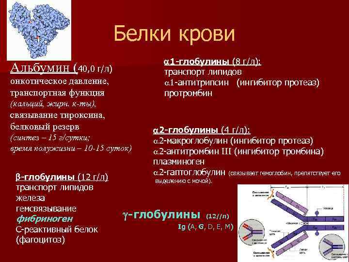 Белки крови 1 -глобулины (8 г/л): транспорт липидов 1 -антитрипсин (ингибитор протеаз) протромбин Альбумин