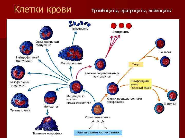Клетки крови Тромбоциты, эритроциты, лейкоциты 