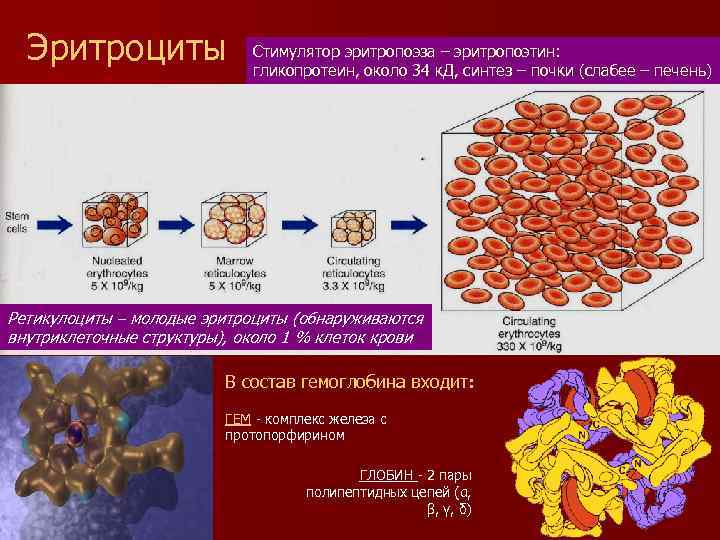 Эритроциты Стимулятор эритропоэза – эритропоэтин: гликопротеин, около 34 к. Д, синтез – почки (слабее