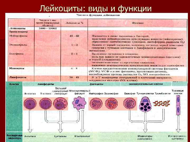 Лейкоциты: виды и функции 