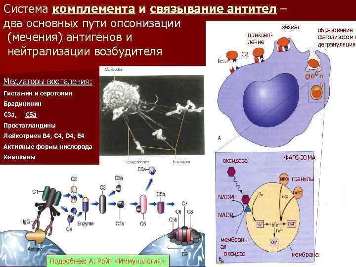 Система комплемента и связывание антител – два основных пути опсонизации захват прикреп(мечения) антигенов и