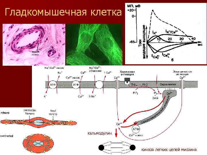 Гладкомышечная клетка кальмодулин киназа легких цепей миозина 