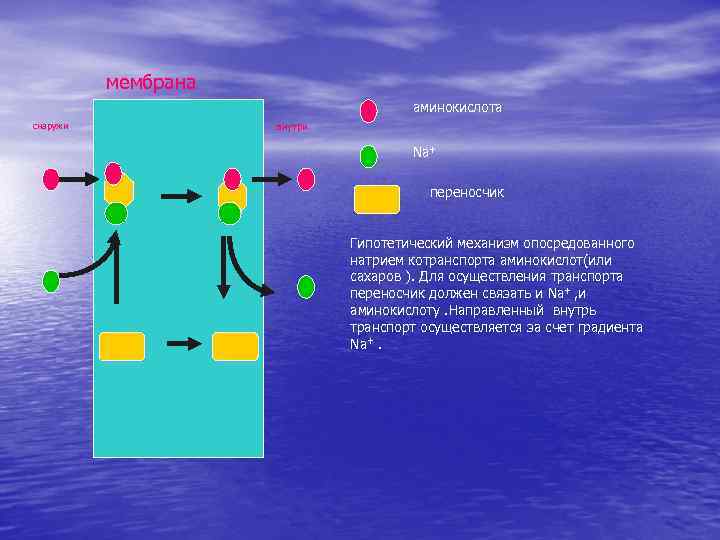 мембрана аминокислота снаружи внутри Na+ переносчик Гипотетический механизм опосредованного натрием котранспорта аминокислот(или сахаров ).