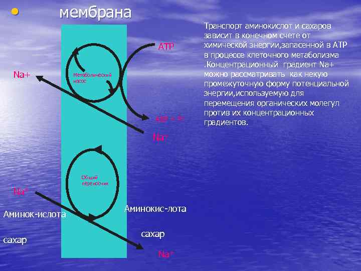  • мембрана АТР Na+ Метаболический насос АДР + Рi Na+ Аминок-ислота сахар Общий