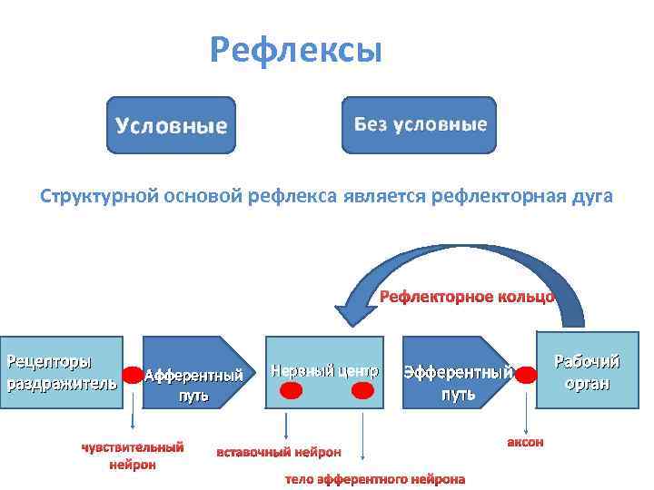 Рефлексы Условные Без условные Структурной основой рефлекса является рефлекторная дуга Рефлекторное кольцо Рецепторы раздражитель