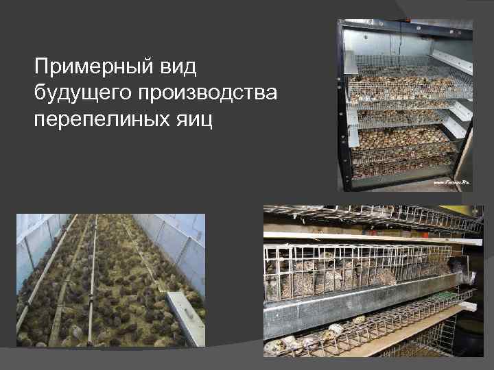 Примерный вид будущего производства перепелиных яиц 