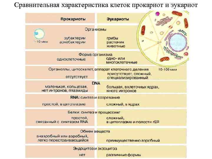 Сравнительная характеристика клеток прокариот и эукариот 