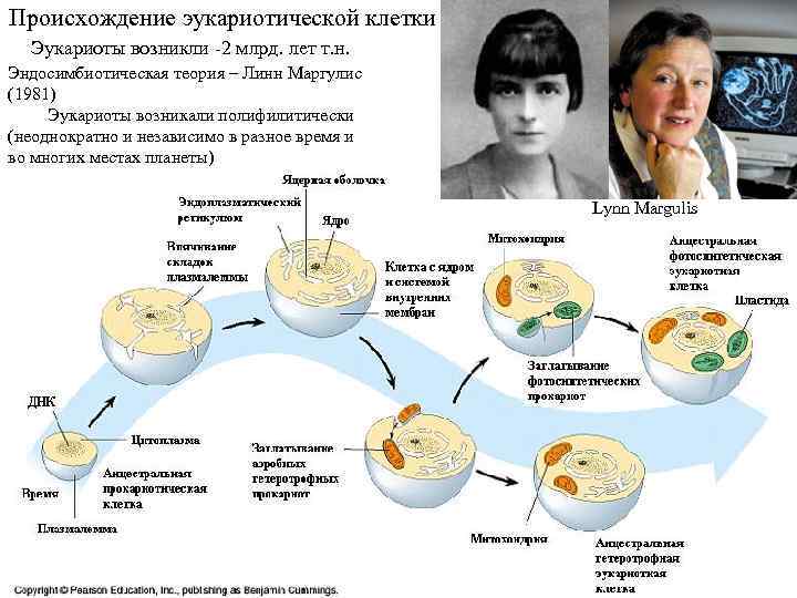 Происхождение эукариотической клетки Эукариоты возникли -2 млрд. лет т. н. Эндосимбиотическая теория – Линн