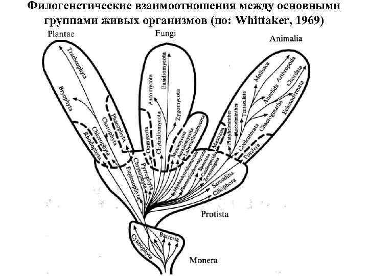 Филогенетические взаимоотношения между основными группами живых организмов (по: Whittaker, 1969) 