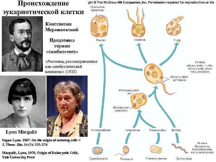 Происхождение эукариотической клетки Константин Мережковский Предложил термин «симбиогенез» «Растения, рассматриваемые как симбиотический комплекс» (1920)