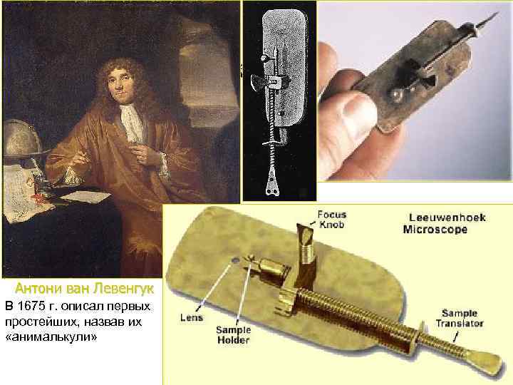 Левенгук и его микроскоп Антони ван Левенгук В 1675 г. описал первых простейших, назвав