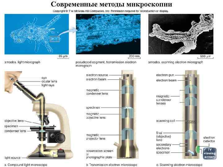 Современные методы микроскопии 